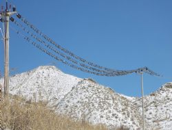 Telgrafın tellerine kuşlar da konar